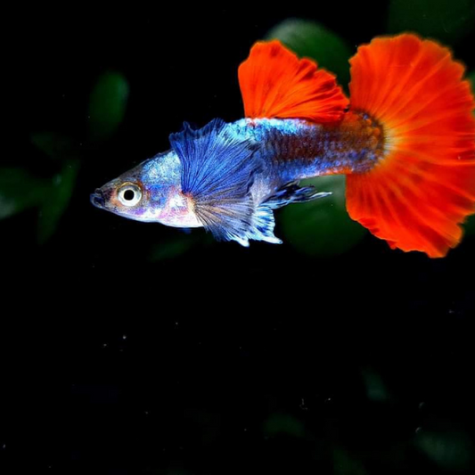 1 PAIR - Metal DUMBO RED Rose TAIL BIG ear fin-Live Aquarium Guppy Fish High Quality