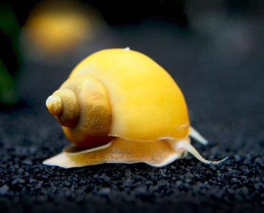5 Mystery Snails - (Pomacea bridgesii) Live Aquarium High Quality - 5 Count