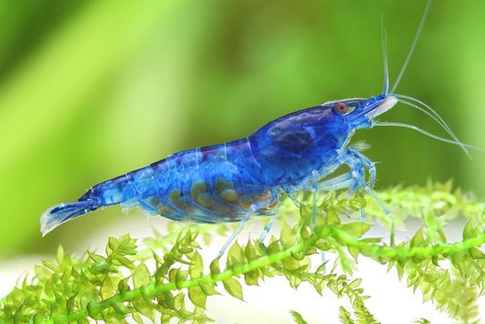 5 Blue Dream Neo Shrimp - Live Aquarium High Quality - 5 Count