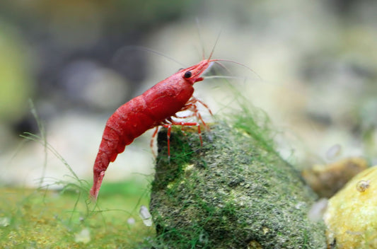 5 Fire Red Neo Shrimp - Live Aquarium High Quality - 5 Count