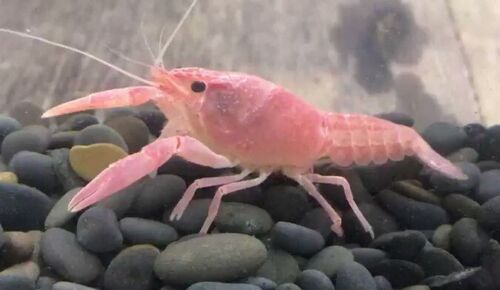 Pink Sakura Crayfish 1" - Live Aquarium Invertebrates - Procambarus clarkii