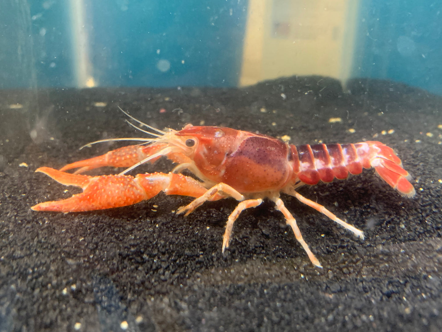 tri - color crayfish clarkii one male